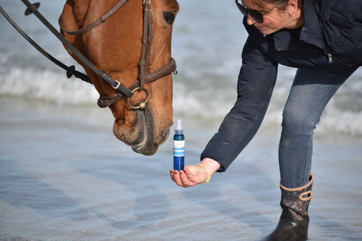 Chloé fondatrice de la amrque de produits de soin pour chevaux Cavasso tendant un produit à un cheval qui curieux pose son nez dessus, à la plage, en bord de mer, en Finistère